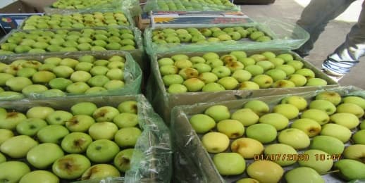 Crates of apples inspected for quality and condition