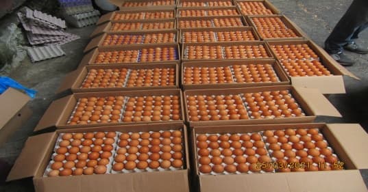 Cartons of eggs laid out for cargo inspection